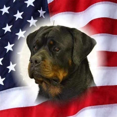 rottweiler breeders in kentucky|lakeview kennel.